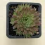 Orostachys japonica