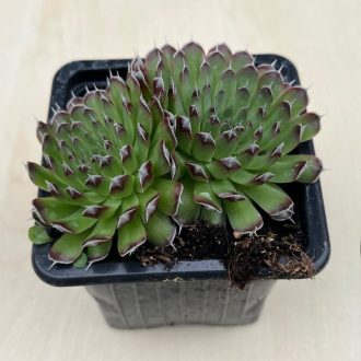 Orostachys japonica