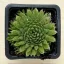 Orostachys japonica