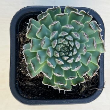 Orostachys japonica