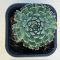 Orostachys japonica