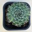 Orostachys japonica