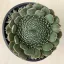 Orostachys japonica
