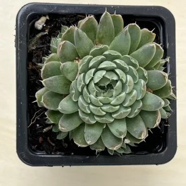 Orostachys japonica