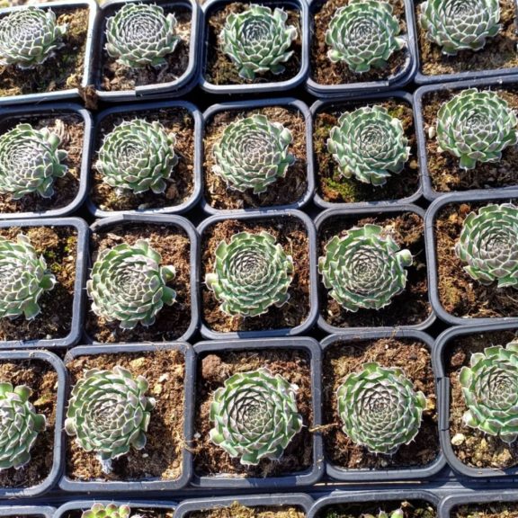Orostachys japonica