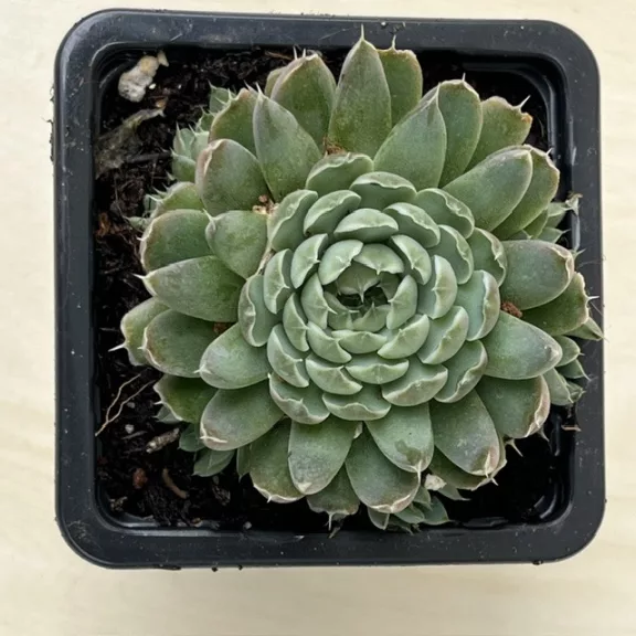 Orostachys japonica