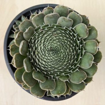 Orostachys japonica