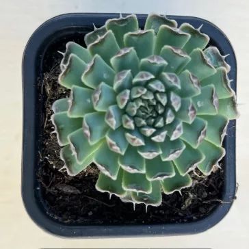 Orostachys japonica
