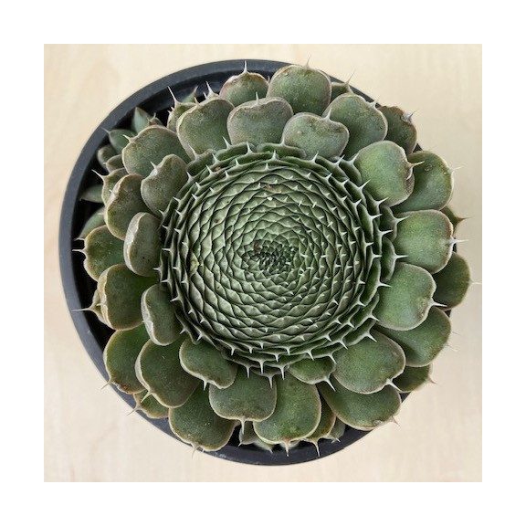 Orostachys japonica
