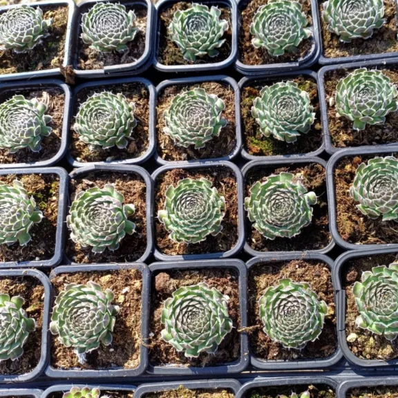 Orostachys japonica