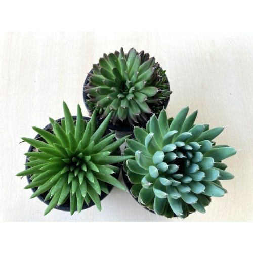 Orostachys japonica