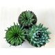 Orostachys japonica