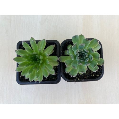 Orostachys