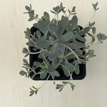 Orostachys iwarenge