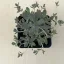 Orostachys iwarenge