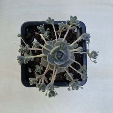 Orostachys iwarenge