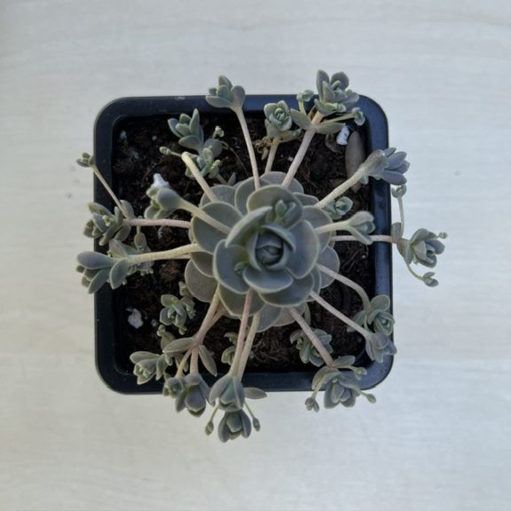 Orostachys iwarenge