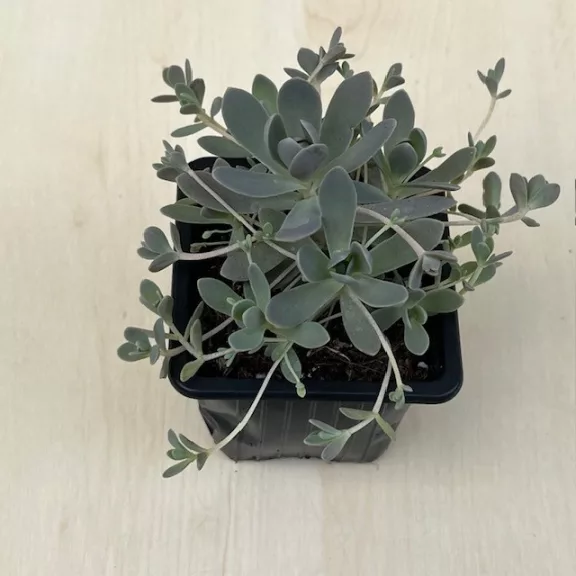 Orostachys iwarenge