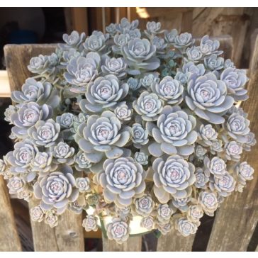 Orostachys iwarenge