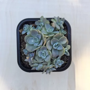 Orostachys iwarenge