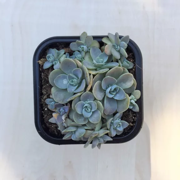 Orostachys iwarenge