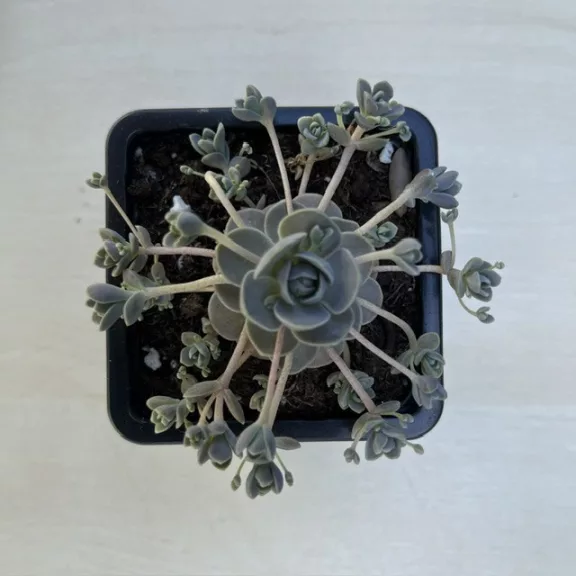 Orostachys iwarenge