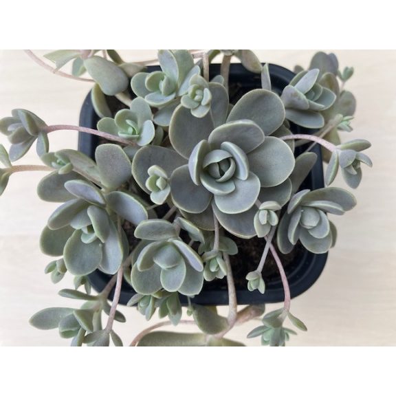Orostachys iwarenge