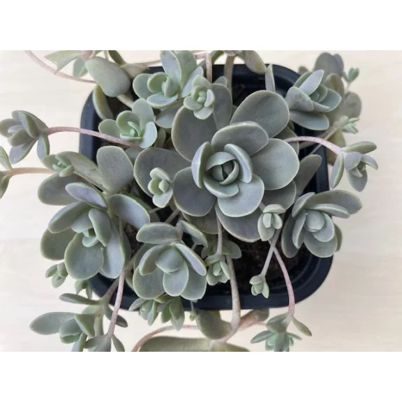 Orostachys iwarenge