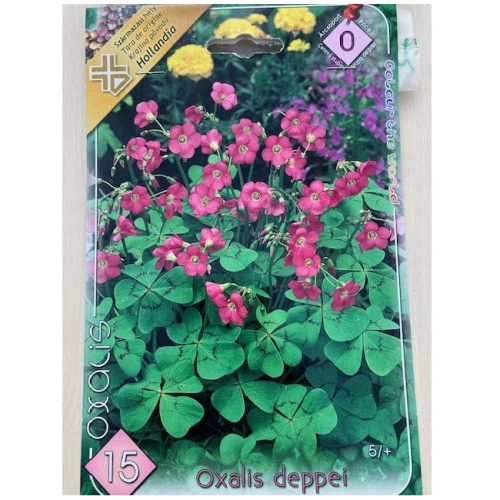 Oxalis deppei