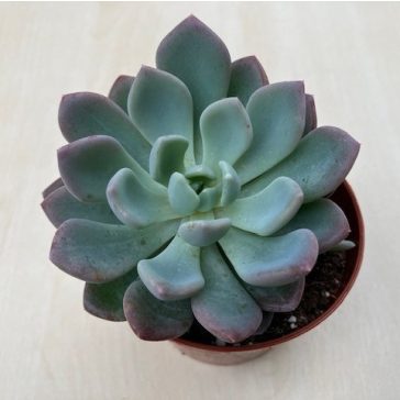 xPachyveria 'Clavata'