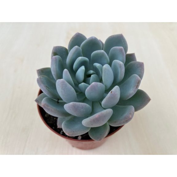 xPachyveria 'Clavata'