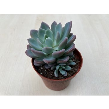 xPachyveria 'Clavata'