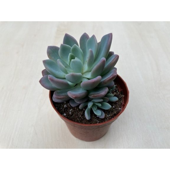 xPachyveria 'Clavata'