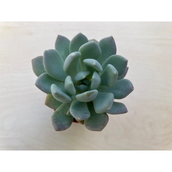 xPachyveria 'Clavata'