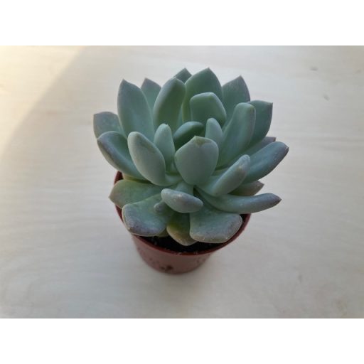 xPachyveria 'Clavata'