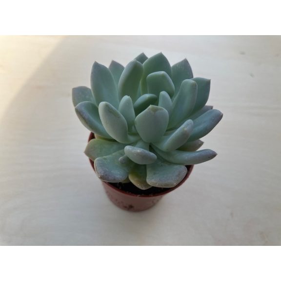 xPachyveria 'Clavata'