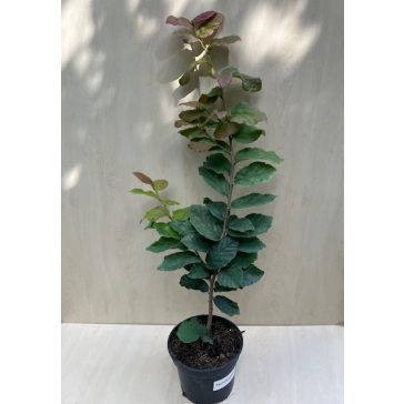 Parrotia persica