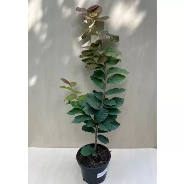 Parrotia persica