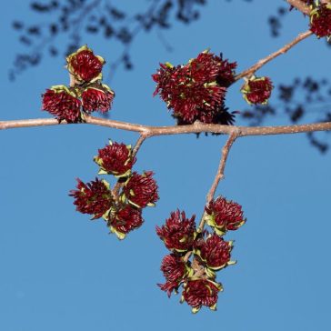 Parrotia persica