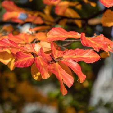 Parrotia persica