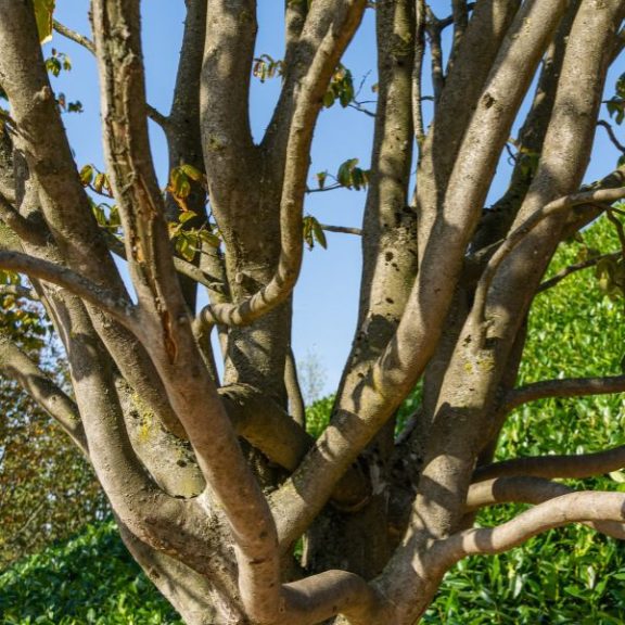 Parrotia persica