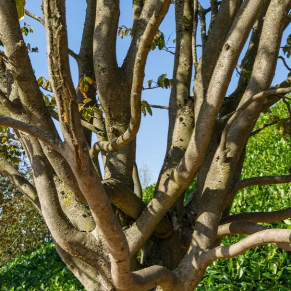 Parrotia persica