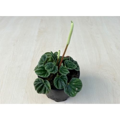 Peperomia caperata 'Lilian'
