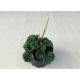 Peperomia caperata 'Lilian'