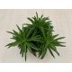 Peperomia ferreyrae - Happy Bean