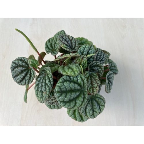 Peperomia caperata 'Greyhound'