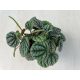 Peperomia caperata 'Greyhound'