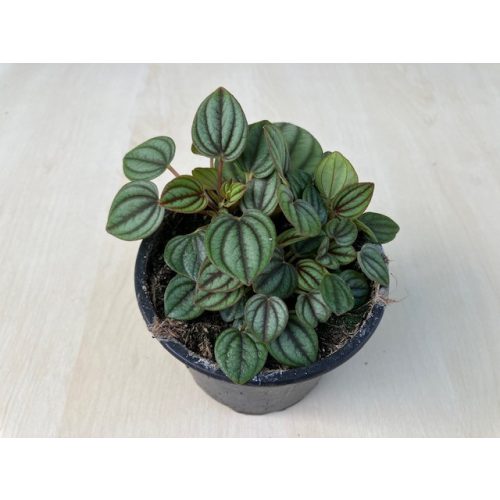 Peperomia rosso Napoli Nights