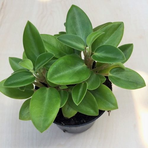 Peperomia 