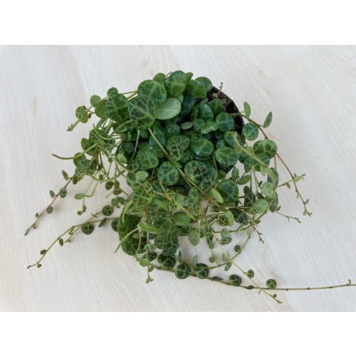 Peperomia prostrata 'Turtle'